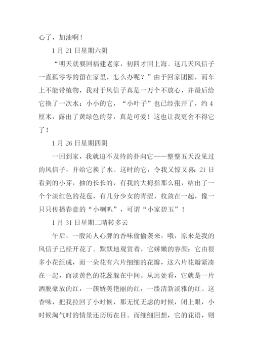四年级作文观察日记-1.docx