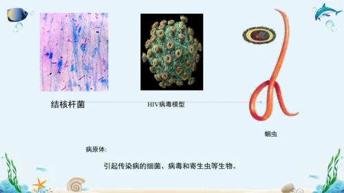 人教版八年级下册生物复习课件