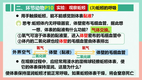 5.1.2线形动物和环节动物课件-人教版生物八年级上册(共47张PPT)