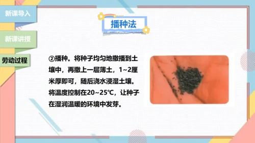【北师大版】二年级《劳动实践指导手册》第11课《一起来种太阳花》课件