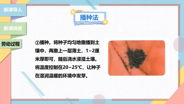 【北师大版】二年级《劳动实践指导手册》第11课《一起来种太阳花》课件