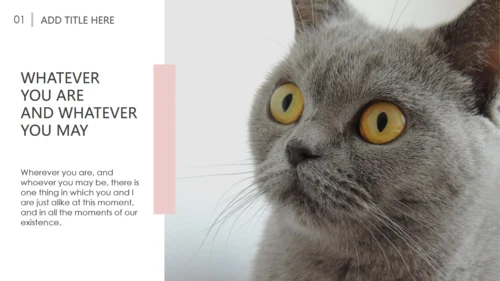 吸猫宠物猫咪日记通用PPT模板