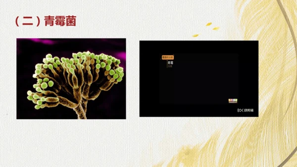 人教版（2024）七年级上册2.3.3真菌(共27张PPT)+视频素材
