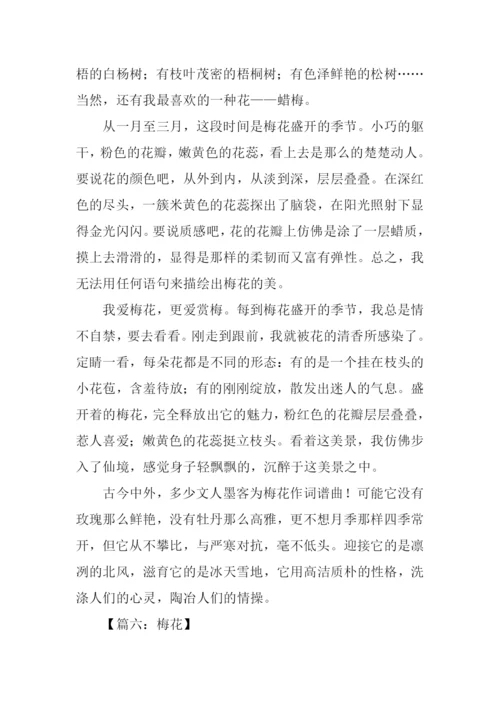 梅花的作文550字.docx