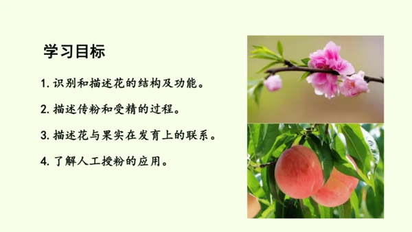 3.1.3开花和结果-七年级生物下学期同步精品课件（2024人教版）(共27张PPT)