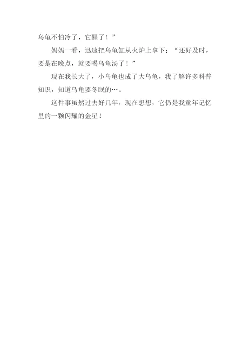 乌龟历险记作文600字.docx