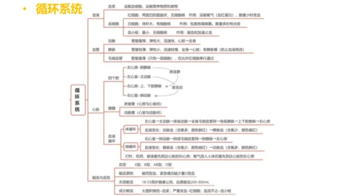 第四单元 生物圈中的人 七年级生物下册同步精品课件（人教版）(共31张PPT)