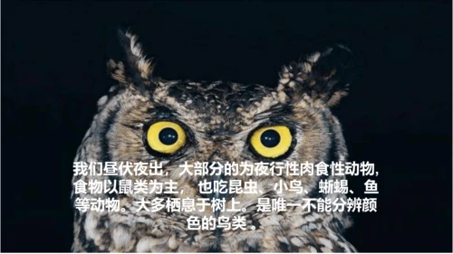 《黑夜狩猎者猫头鹰》