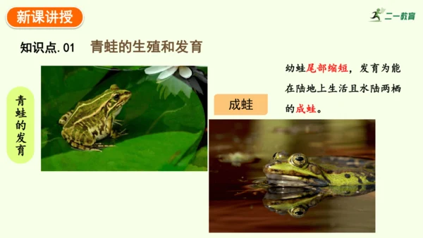 7.1.3两栖动物的生殖和发育-八年级生物人教版下学期同步精品课件(共31张PPT)