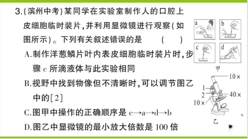 【掌控课堂-创优作业】人教版生物七(上)第二单元 第一章 细胞是生命活动的基本单位 微专题三 显微镜