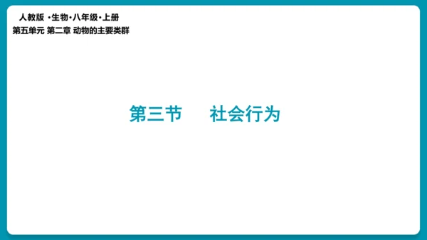 5.2.3社会行为课件-人教版生物八年级上册