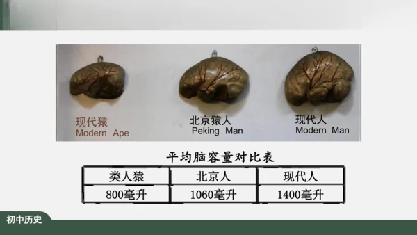 第1课 中国境内早期人类的代表——北京人 课件（26张PPT）