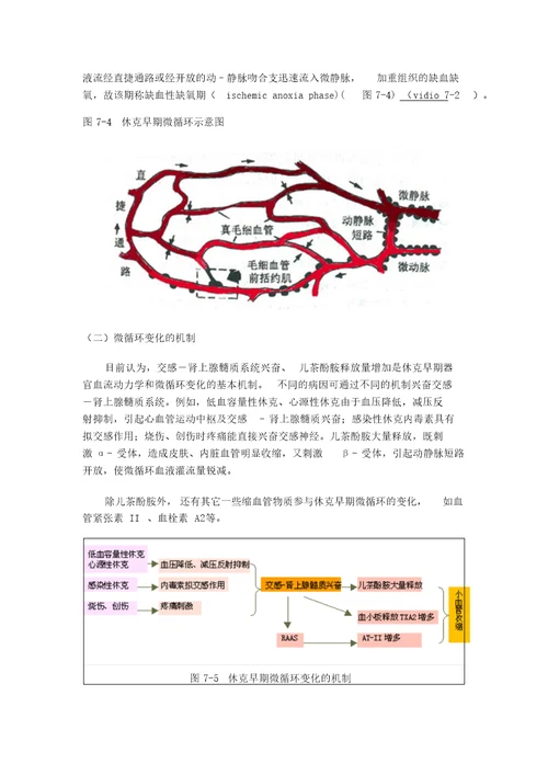 休克地分期与发病机制