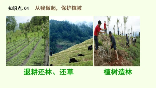 3.2.4植物在自然界中的作用-七年级生物下学期同步精品课件（2024人教版）(共27张PPT)