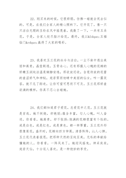 描写白玉兰的段落.docx