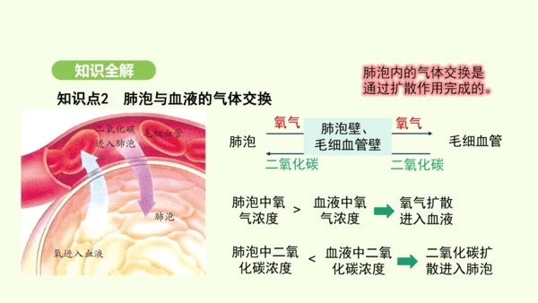 第四单元-第三章-第二节-发生在肺内的气体交换（第2课时）课件-2024-2025学年七年级生物下学