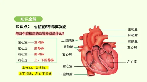 第四单元-第四章-第三节 输送血液的泵——心脏（第1课时）课件-2024-2025学年七年级生物下学