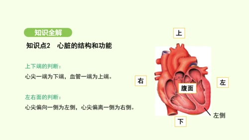 第四单元-第四章-第三节 输送血液的泵——心脏（第1课时）课件-2024-2025学年七年级生物下学