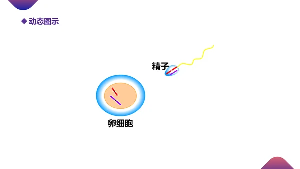 初高中生物课减数分裂作用PPT教学课件