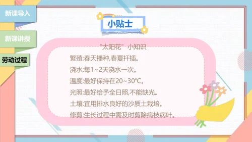【北师大版】二年级《劳动实践指导手册》第11课《一起来种太阳花》课件