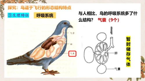 人教版生物八年级上册5.1.6《鸟》课件(共27张PPT)
