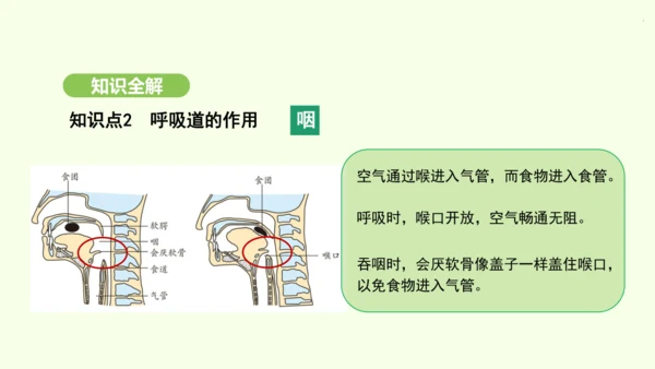 第四单元-第三章-第一节-呼吸道对空气的处理课件-2024-2025学年七年级生物下学期人教版(20