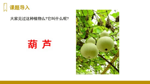 第14课《我要的是葫芦》（课件）
