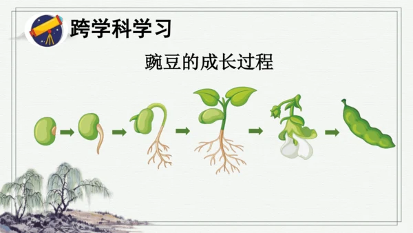 部编版四年级上册语文 5 一个豆荚里的五粒豆  课件