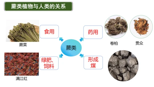 2.1.1藻类、苔藓植物和蕨类植物-七年级生物上学期同步优质课件（人教版2024）(共26张PPT)