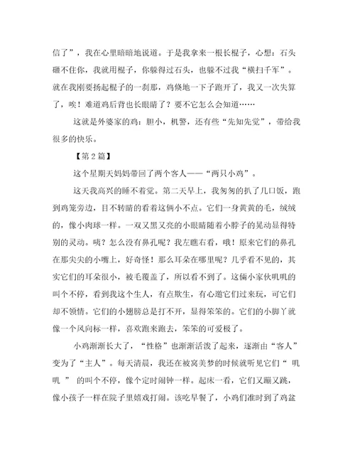 观察小鸡小学生作文