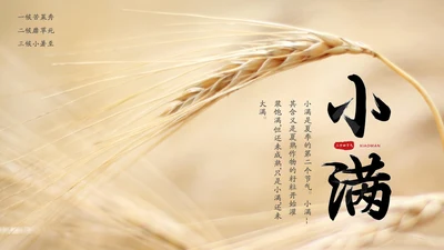 金色麦穗丰收的稻谷小满通用PPT模板