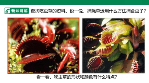 第二课《吃虫草》课件