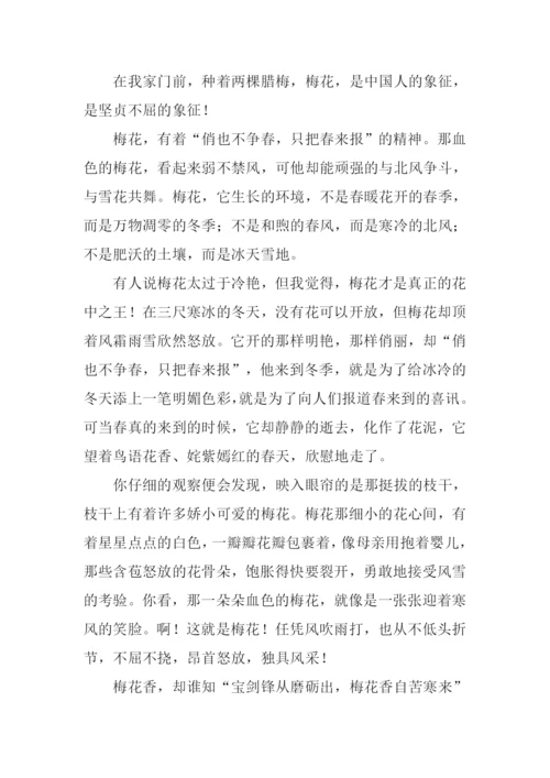 梅花的作文600字.docx