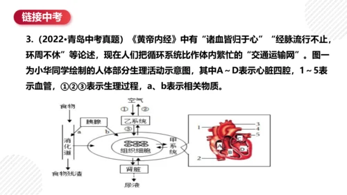 七年级下册4.4人体内物质的运输（复习课件）(共27张PPT)