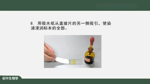 2.1.3 动物细胞 课件（共32张PPT）