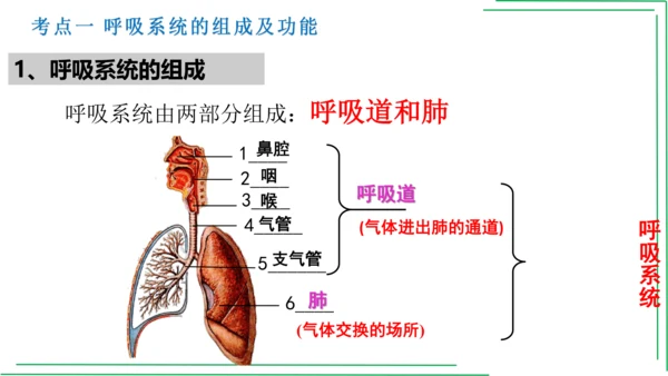 七年级下册 第三章 人体的呼吸【2023春人教七下生物期中期末复习课件】(共28张PPT)