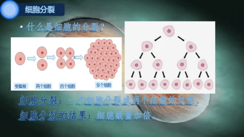 人教版（2024）七年级上册1.3.1 细胞通过分裂产生新细胞 课件(共25张PPT)