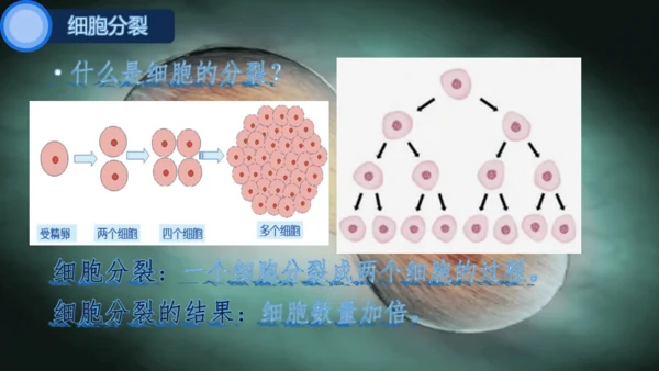 人教版（2024）七年级上册1.3.1 细胞通过分裂产生新细胞 课件(共25张PPT)