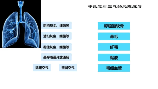 4.3.1 呼吸道对空气的处理课件(共16张PPT)人教版七年级下册