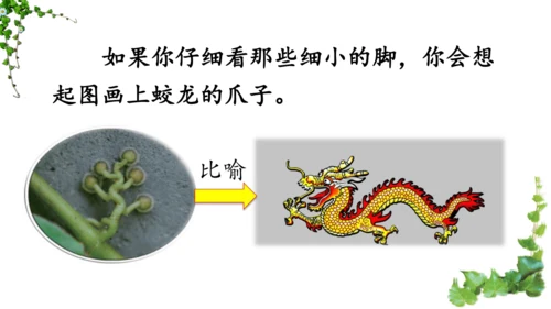 10 爬山虎的脚  课件