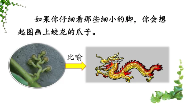 10 爬山虎的脚  课件