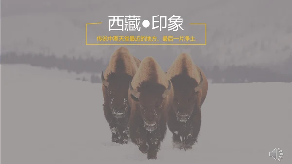 西藏印象旅行相册大牦牛通用PPT模板