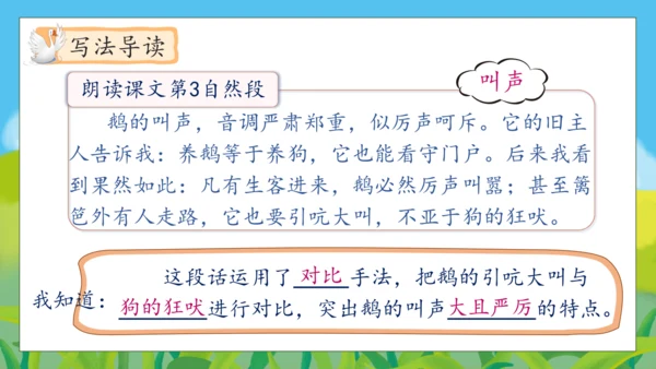 【核心素养】部编版语文四年级下册-15.白鹅 第2课时（课件）