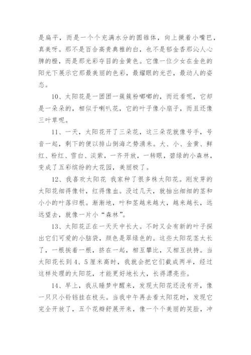 描写向日葵的句子_3.docx