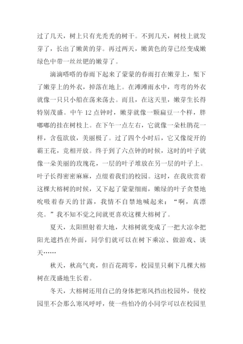 描写大榕树的作文.docx