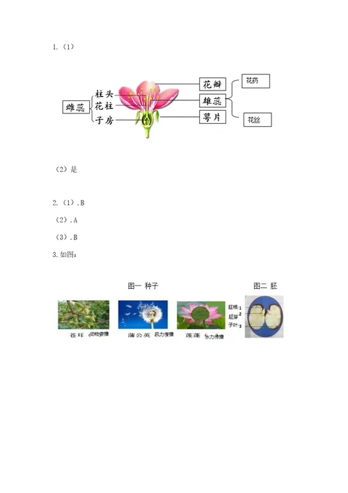 科学四年级下册第一单元植物的生长变化测试卷含答案考试直接用