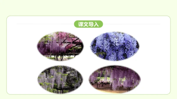 第19课 紫藤萝瀑布 课件