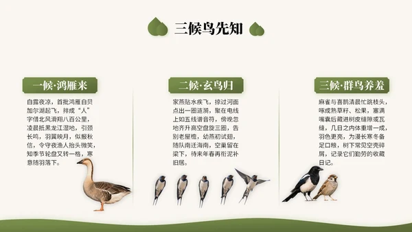橄榄绿中国风二十四节气之白露节气知识讲座PPT模版