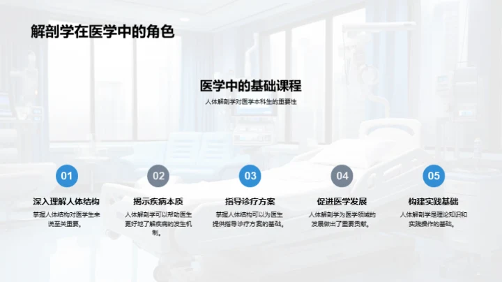 人体解剖学探索