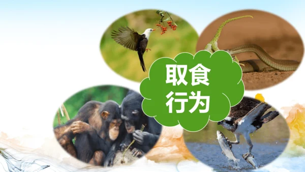 11.1探问人生目标 课件(共15张PPT)